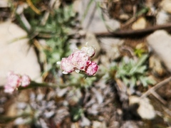 Antennaria dioica