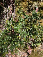 Nothofagus cunninghamii