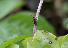 Eutomostethus ephippium