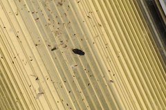 Melanophila consputa