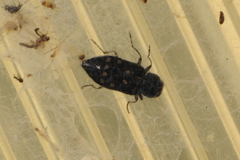 Melanophila consputa
