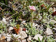 Antennaria dioica