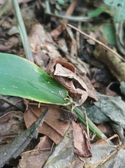 Physalaemus cuvieri