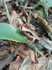 Physalaemus cuvieri