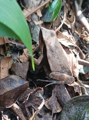 Physalaemus cuvieri