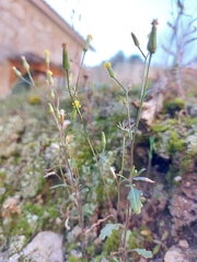 Senecio sylvaticus