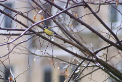 Parus major