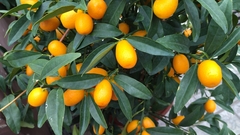 Citrus japonica