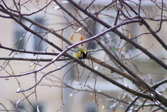 Parus major