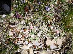 Antennaria dioica