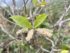 Homalium cochinchinense