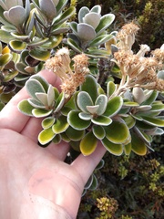 Brachyglottis bidwillii