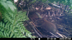 Clethrionomys glareolus