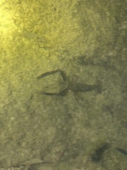 Macrobrachium australiense