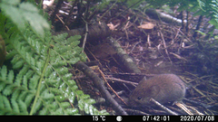 Clethrionomys glareolus