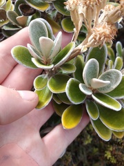 Brachyglottis bidwillii