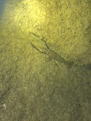 Macrobrachium australiense