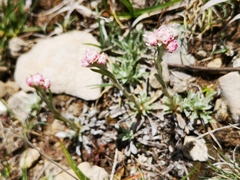 Antennaria dioica