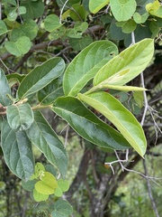 Antidesma venosum