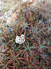 Dracophyllum recurvum