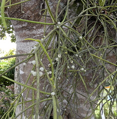 Rhipsalis baccifera
