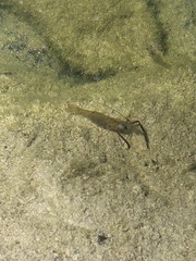 Macrobrachium australiense