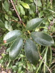 Cissus hypoglauca