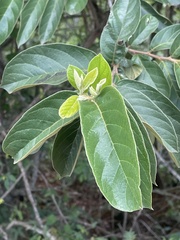 Antidesma venosum