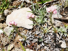 Antennaria dioica