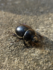 Anoplotrupes