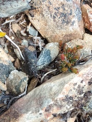 Maoricicada cassiope