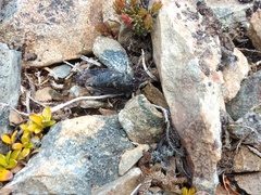 Maoricicada cassiope