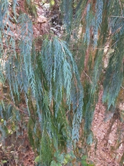 Cupressus cashmeriana