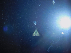 Pollanisus lithopastus