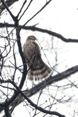 Accipiter virgatus
