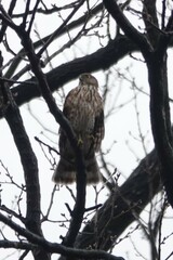 Accipiter virgatus