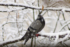 Columba livia domestica