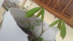 Aesculus hippocastanum