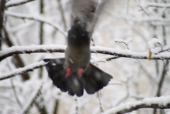 Columba livia domestica