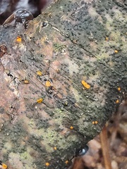 Orbilia xanthostigma