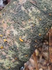 Orbilia xanthostigma