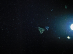 Pollanisus lithopastus