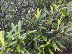 Myrsine seguinii