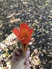 Spathodea campanulata