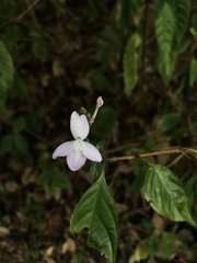 Duranta erecta