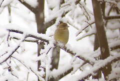 Chloris chloris