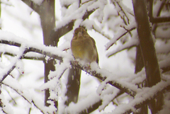 Chloris chloris