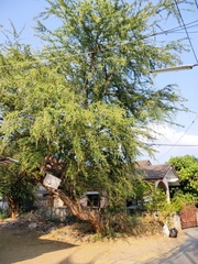 Pithecellobium dulce