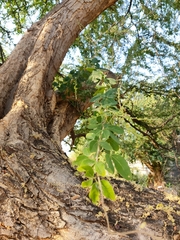 Pithecellobium dulce