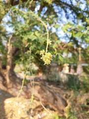 Pithecellobium dulce